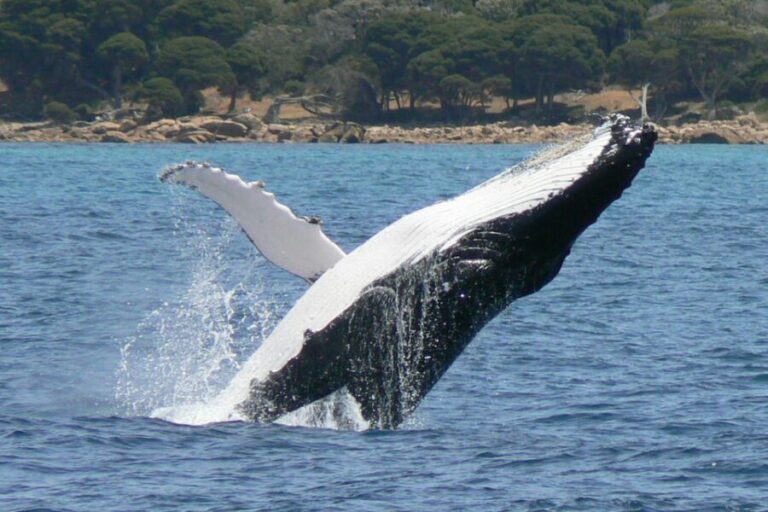 Augusta: Whale Watching Tour - Is This Tour Worth the Price?