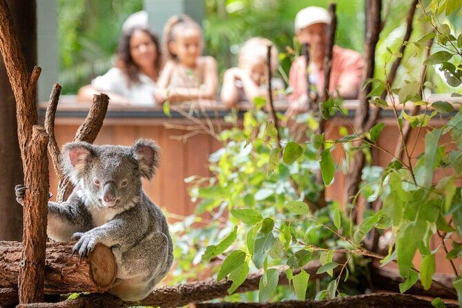 Australia Zoo Private Group Tour from Brisbane - Final Thoughts