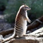 Australian Animal Night Safari - What Reviewers Say