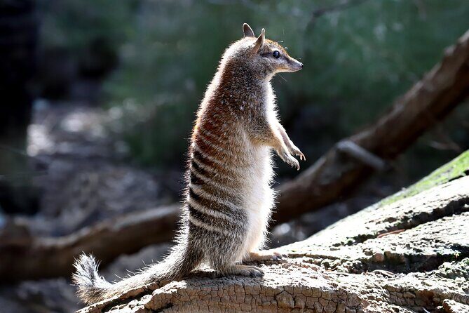 Australian Animal Night Safari - What Reviewers Say