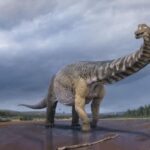 Australian Dinosaur Giants Tour - Final Thoughts