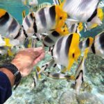 Authentic Polynesian Experience - Practical Details & Considerations