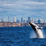 Awesome Sydney Lunch Cruise with Whale Watching Activity Tour - Key Points