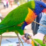 Baby Animals, Boomerangs and BBQ Lunch - Transportation & Logistics