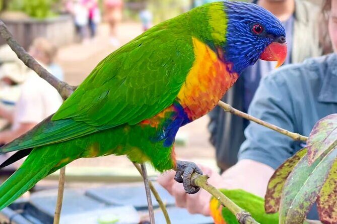 Baby Animals, Boomerangs and BBQ Lunch - Transportation & Logistics