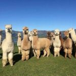 Baku: F1-Schedule Alpaca Tour - Transportation and Group Size