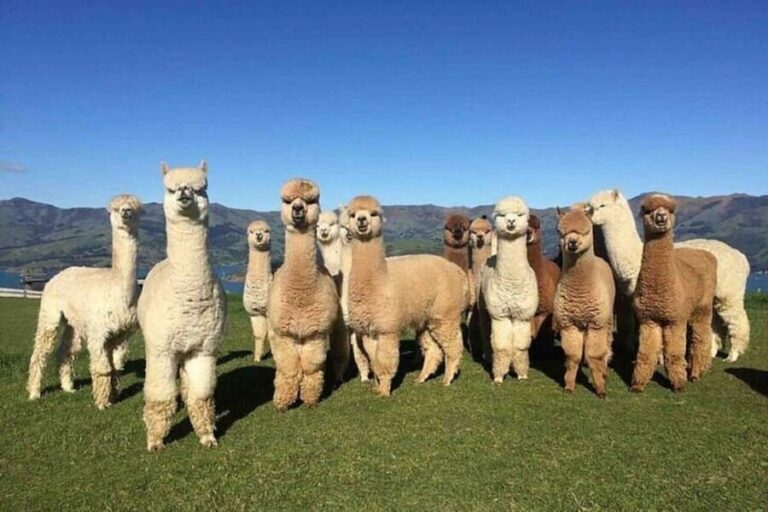Baku: F1-Schedule Alpaca Tour - Transportation and Group Size