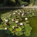 Baku: Fauna and Flora Tour - Relaxing Stroll in Victoria Park