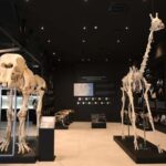 Baku Qobustan Absheron Full Day Guided Tour - Museums and Additional Insights