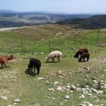 Baku: Shamakhi Safari Tour with Local Lunch - The Practicalities: What You Need to Know