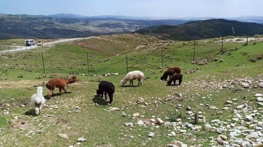 Baku: Shamakhi Safari Tour with Local Lunch - The Practicalities: What You Need to Know