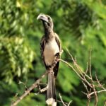 Bale Mountains Adventure: Explore Ethiopia's Wild Frontier - Wildlife Encounters: The Rare and Endemic
