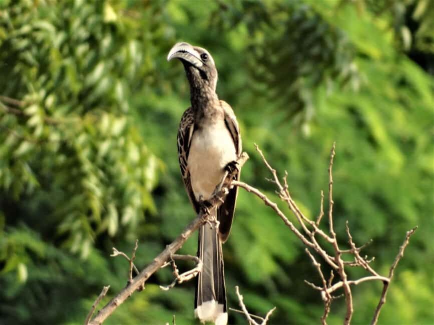 Bale Mountains Adventure: Explore Ethiopia's Wild Frontier - Wildlife Encounters: The Rare and Endemic