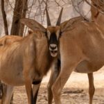 Bandia Wildlife Reserve and Pink Lake Tour - An in-depth look at the tour