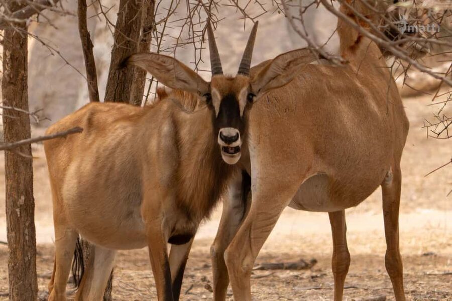 Bandia Wildlife Reserve and Pink Lake Tour - An in-depth look at the tour