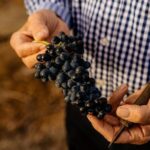 Barossa Valley Wine Tour Tastings and Lunch Included - Key Points