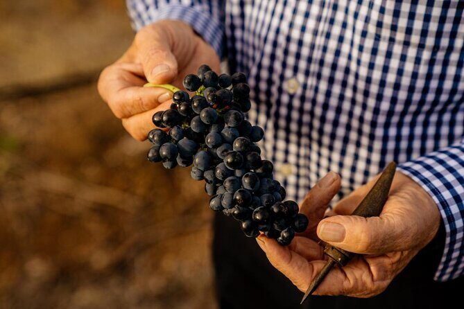 Barossa Valley Wine Tour Tastings and Lunch Included - Key Points
