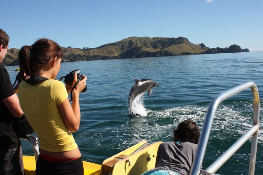 Bay of Islands: Discover the Bay Cruise with Island Lunch - Who Should Consider This Tour?