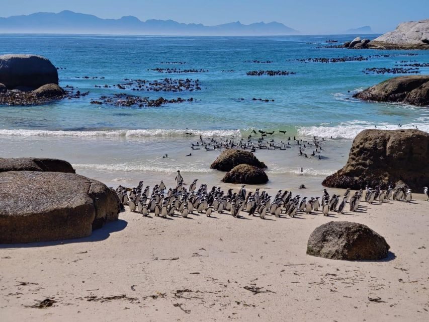 Beach Day at Boulder's Beach & Penguin watching, Half Day - Summary: Who Is This Tour Best For?