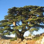 Beirut: Full-Day Guided Tour with Jeita Grotto & Harissa - Final Thoughts: Who Is This Tour Best For?