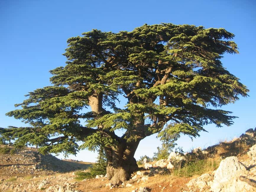 Beirut: Full-Day Guided Tour with Jeita Grotto & Harissa - Final Thoughts: Who Is This Tour Best For?
