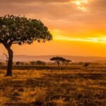 Best 3-Day Christmas Eve Safari to Tarangire and Serengeti - What’s Included and What’s Not