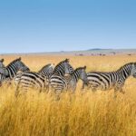 Best 7-Day Private & Luxury Tanzania Safari - Finest Safaris - What We Loved About This Safari