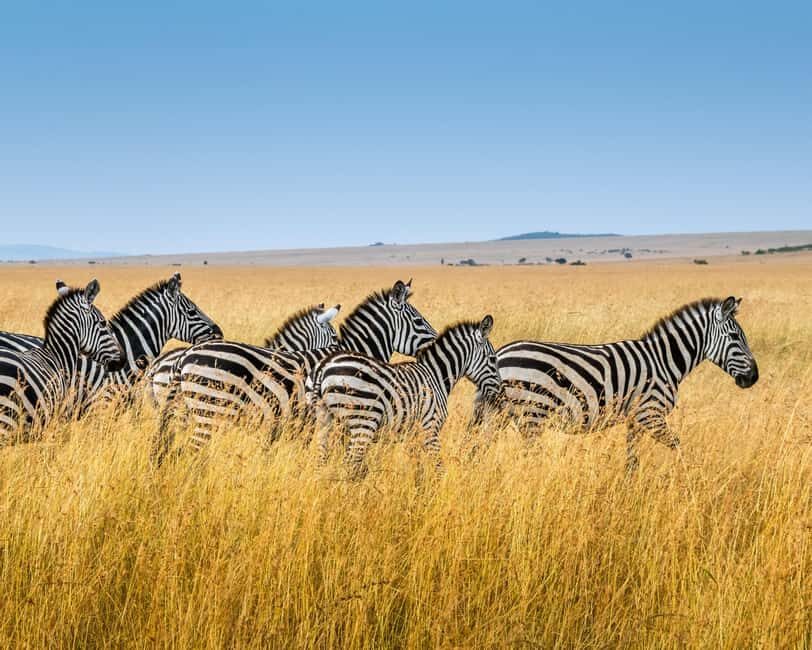 Best 7-Day Private & Luxury Tanzania Safari - Finest Safaris - What We Loved About This Safari