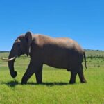 Best Addo Elephant park safari! - Up Close with the Big 5 and Other Wildlife