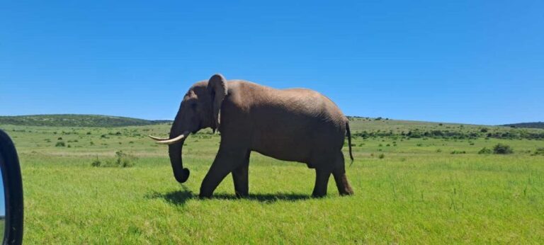 Best Addo Elephant park safari! - Up Close with the Big 5 and Other Wildlife