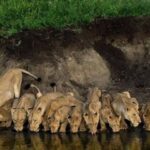 Best Big Five Safari Day Trip Ngorongoro Crater - Practical Details and Logistics