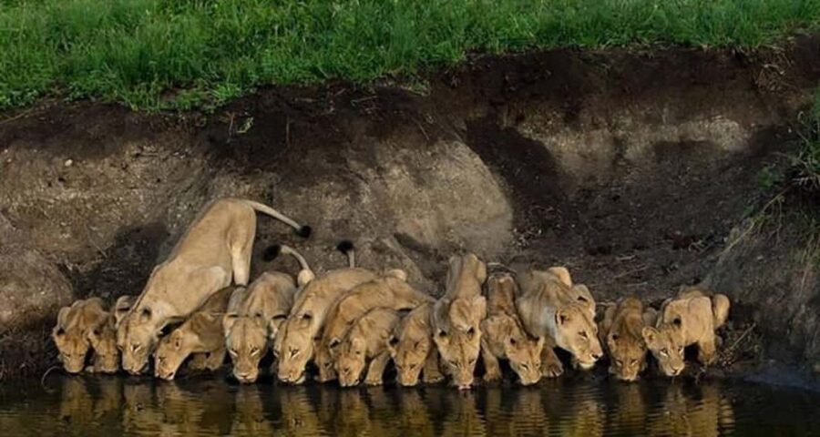 Best Big Five Safari Day Trip Ngorongoro Crater - Practical Details and Logistics