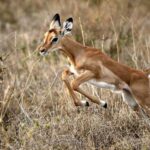 Best day trip safari from Zanzibar to Mikumi NP by flight - What’s Included and What’s Not