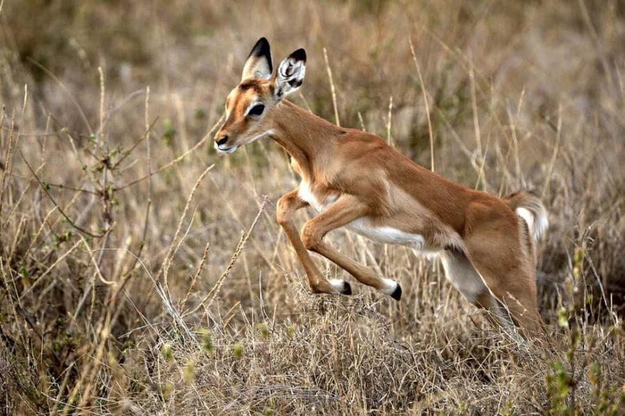Best day trip safari from Zanzibar to Mikumi NP by flight - What’s Included and What’s Not