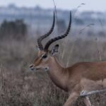 Best day trip safari from Zanzibar to Mikumi Park by flight - What’s Included and Why it Matters