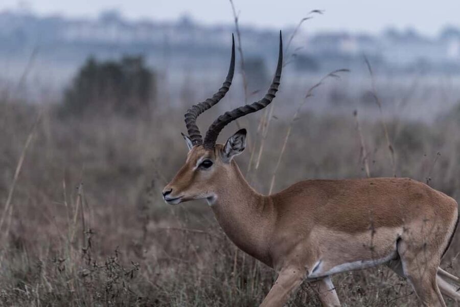 Best day trip safari from Zanzibar to Mikumi Park by flight - What’s Included and Why it Matters