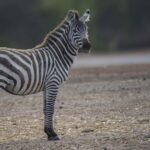 Best Daytrip from Zanzibar by flight to Mikumi National Park - Why This Tour Offers Great Value