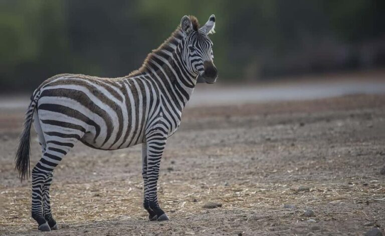 Best Daytrip from Zanzibar by flight to Mikumi National Park - Why This Tour Offers Great Value