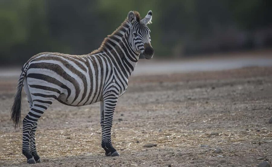 Best Daytrip from Zanzibar by flight to Mikumi National Park - Why This Tour Offers Great Value
