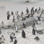 Best of Cape Private Tour Cape Point+Penguins+Table Mountain - The practical details: logistics and value