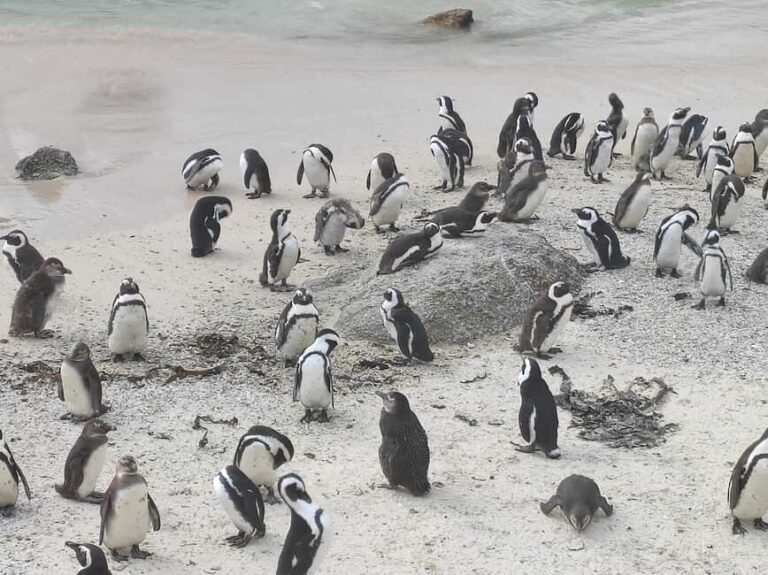 Best of Cape Private Tour Cape Point+Penguins+Table Mountain - The practical details: logistics and value