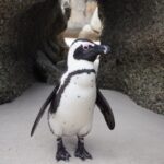 Best of Cape Town In A Day (Cape Point, Penguins and more) - How the Day Unfolds: A Breakdown of the Itinerary