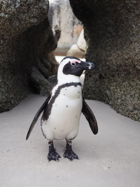 Best of Cape Town In A Day (Cape Point, Penguins and more) - How the Day Unfolds: A Breakdown of the Itinerary