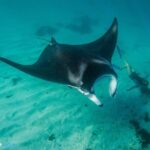 Best of Ningaloo Mantas and More - Detailed Itinerary Breakdown