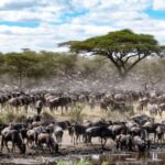 Best Tanzania Safari 7-Day Serengeti Wildebeest Migration - What’s Included & What’s Not
