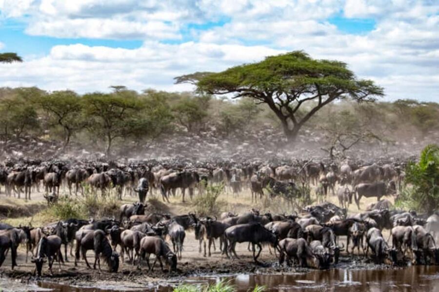 Best Tanzania Safari 7-Day Serengeti Wildebeest Migration - What’s Included & What’s Not