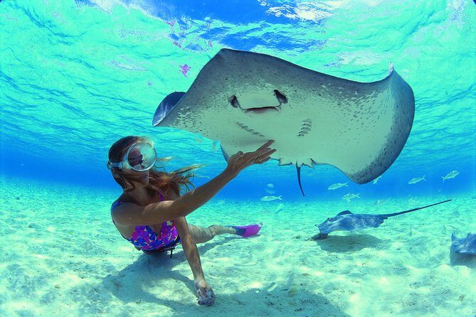 Best Way to Interact with Ocean Wildlife with Lunch. 6H - Practical Details and Value
