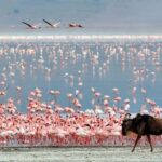 Big 5 Exploring in Ngorongoro Crater. - The Overall Experience: Is It Worth It?