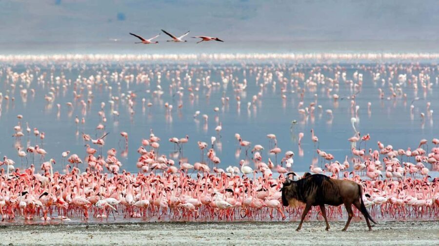 Big 5 Exploring in Ngorongoro Crater. - The Overall Experience: Is It Worth It?