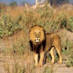 Big 5 Pilanesberg Safari Adventure  Full Day with Lunch - Rest Stop and Scenic Lunch Break
